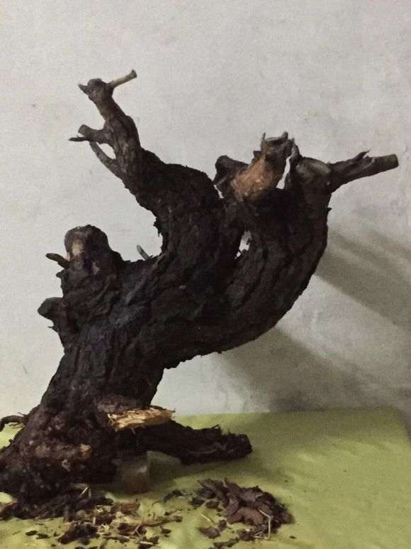 松树下山桩养死掉了