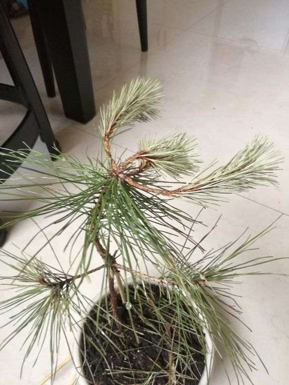 在海边挖的松树下山桩 还能成活吗