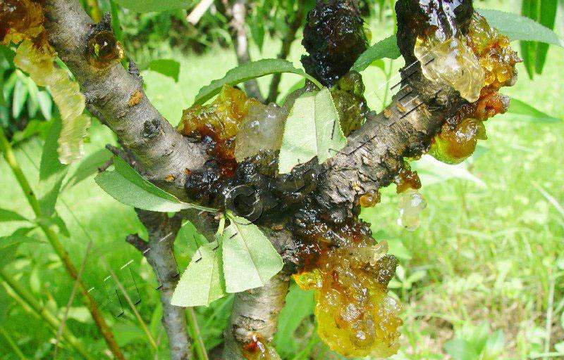 松树下山桩出现流胶病 怎么办