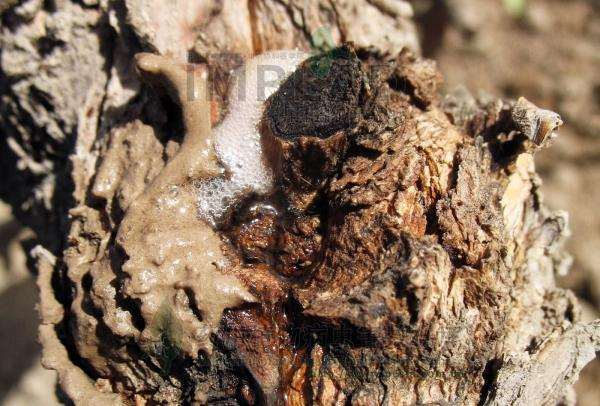 松树下山桩出现流胶病 怎么办