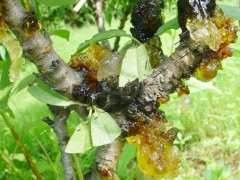 松树下山桩出现流胶病 怎么办