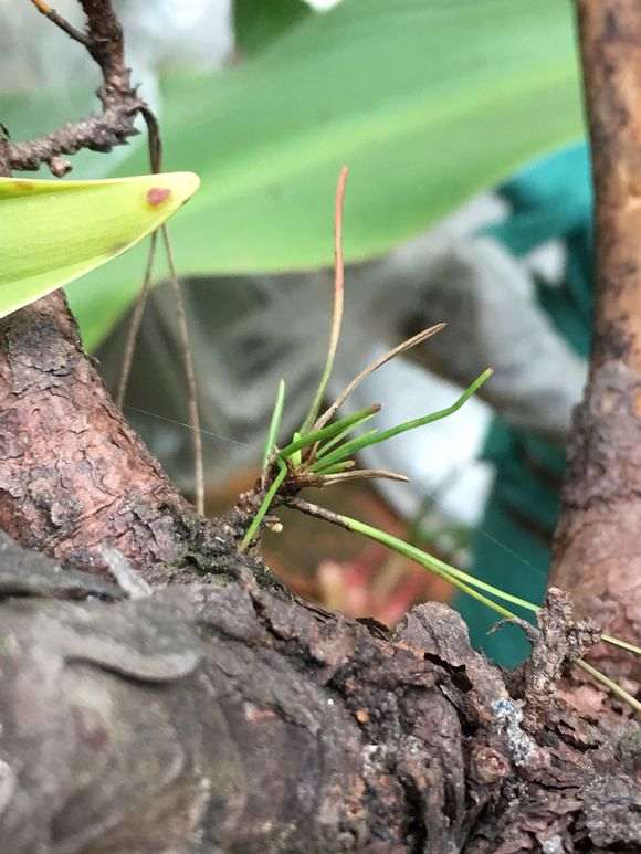 种了两个月的松树下山桩都发芽 图片
