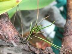 种了两个月的松树下山桩都发芽 图片