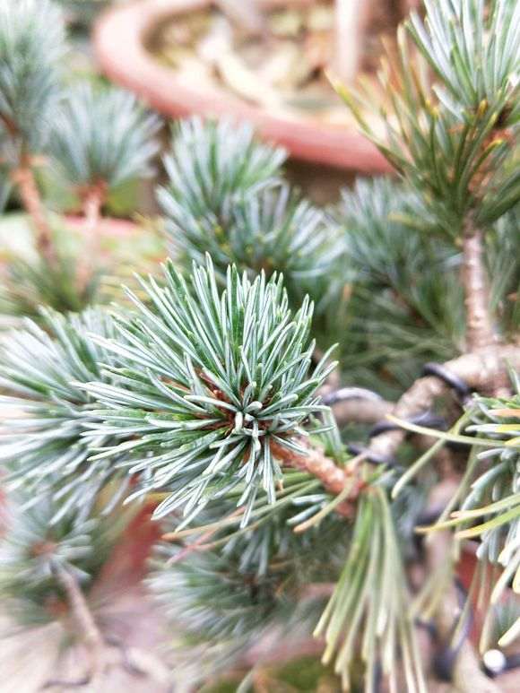 帮忙看看这是颗什么松树下山桩