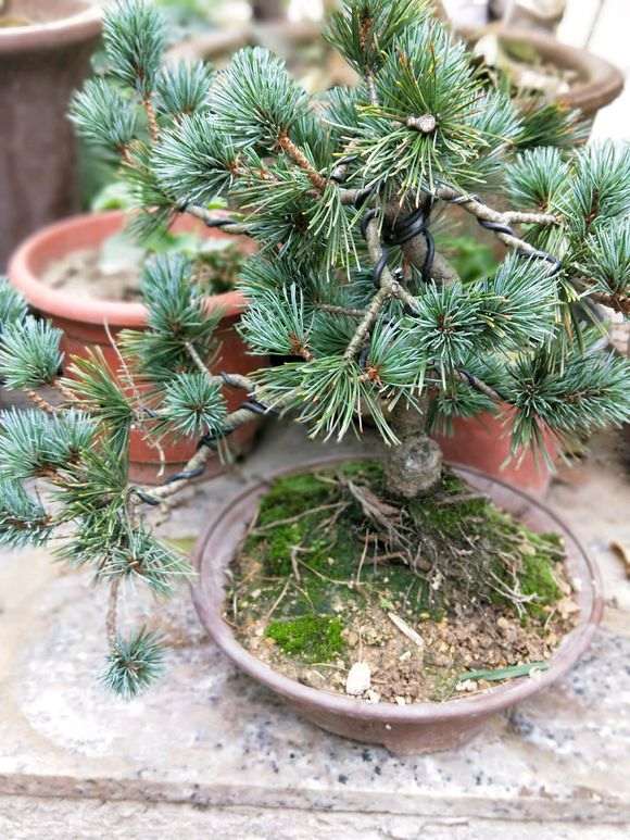 帮忙看看这是颗什么松树下山桩