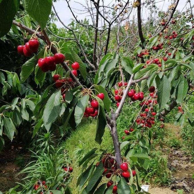 昨天给樱桃下山桩换盆了 有危险吗