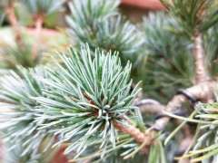 帮忙看看这是颗什么松树下山桩 图片