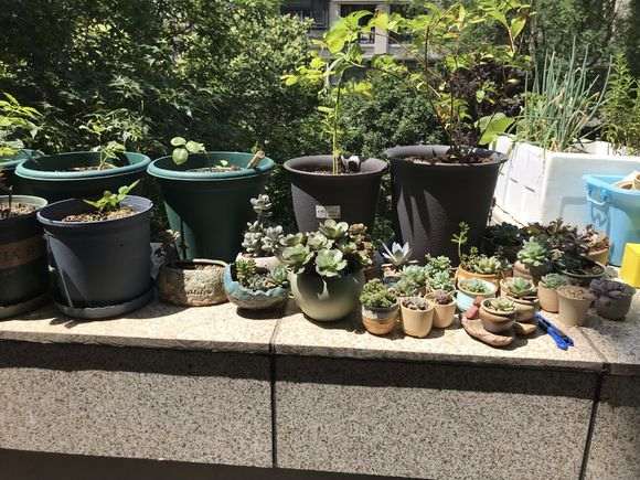 想问下有谁知道哪里有松树下山桩呀 图片