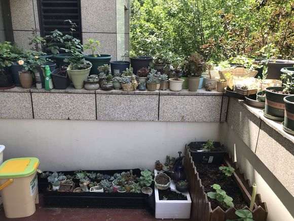 想问下有谁知道哪里有松树下山桩呀 图片