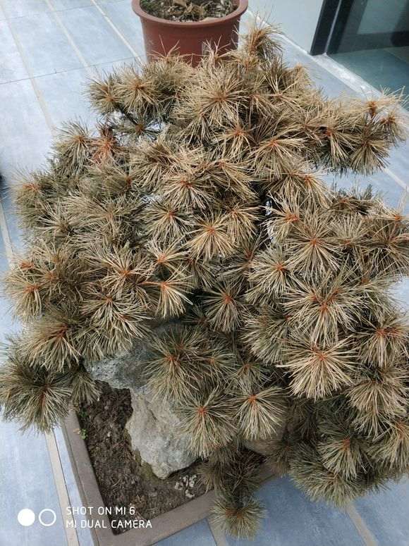 能帮忙看下 松树下山桩怎么抢救过来吗