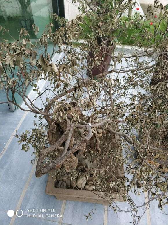 松树下山桩怎么抢救过来吗