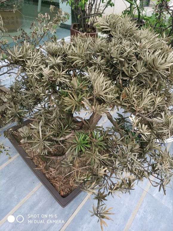 松树下山桩怎么抢救过来吗