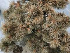 能帮忙看下 松树下山桩怎么抢救过来吗