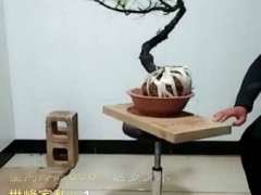 云南下山松下山桩 用什么方法种能活