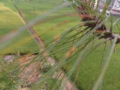 我养的山松下山桩这是遭什么病虫害了