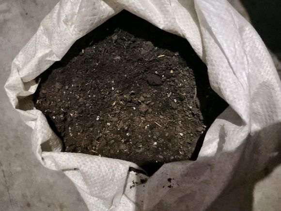 哪里松树下山桩多啊