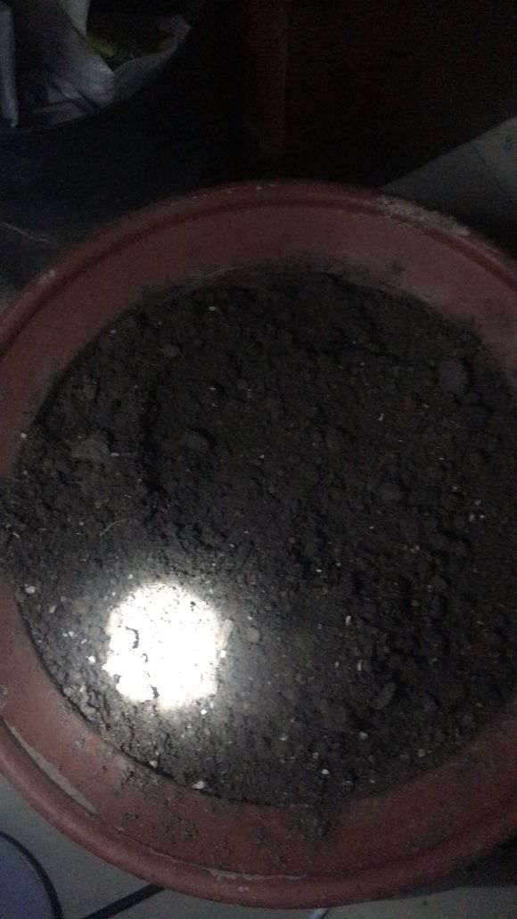 哪里松树下山桩多啊