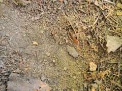 咱们邹城 哪里松树下山桩多啊 图片