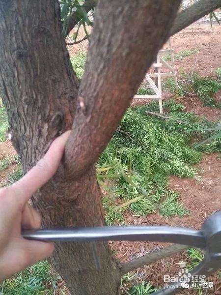 盆景制作中怎么破杆拿弯的方法