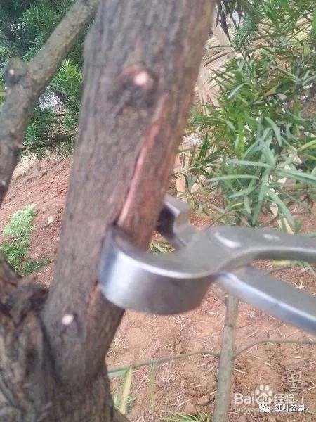 盆景制作中怎么破杆拿弯的方法