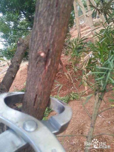 盆景制作中怎么破杆拿弯的方法