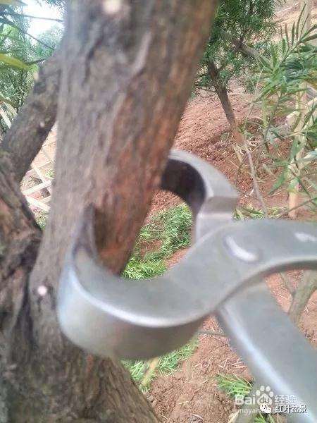 盆景制作中怎么破杆拿弯的方法