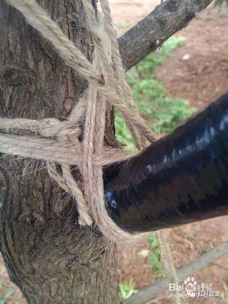 盆景制作中怎么破杆拿弯的方法