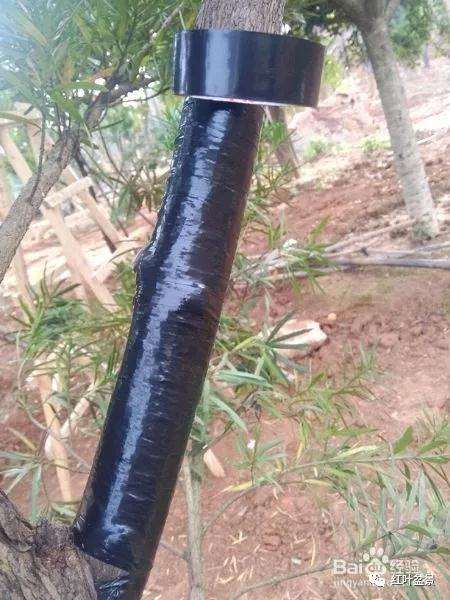 盆景制作中怎么破杆拿弯的方法