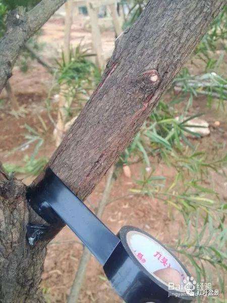 盆景制作中怎么破杆拿弯的方法