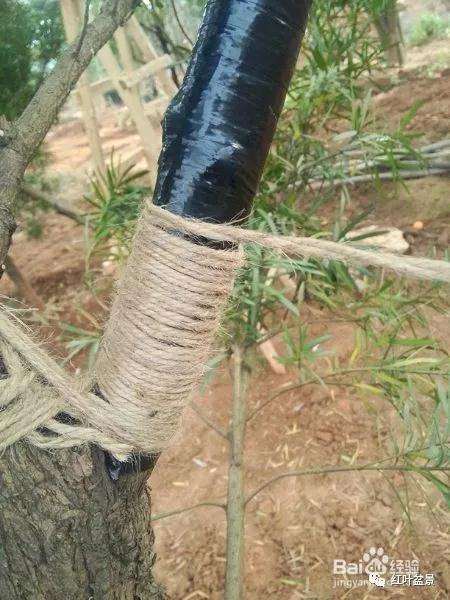 盆景制作中怎么破杆拿弯的方法