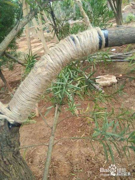 盆景制作中怎么破杆拿弯的方法