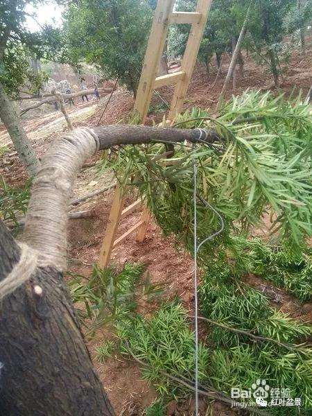 盆景制作中怎么破杆拿弯的方法