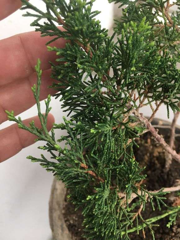 三种真柏下山桩的对比 看有什么区别 图片