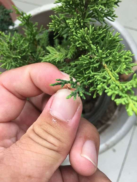 三种真柏下山桩的对比 看有什么区别 图片