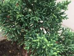 三种真柏下山桩的对比 看有什么区别 图片