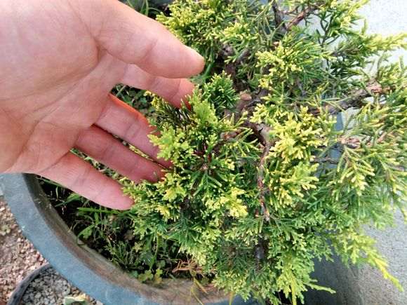 黄金真柏下山桩 有购买的 进来看看 图片