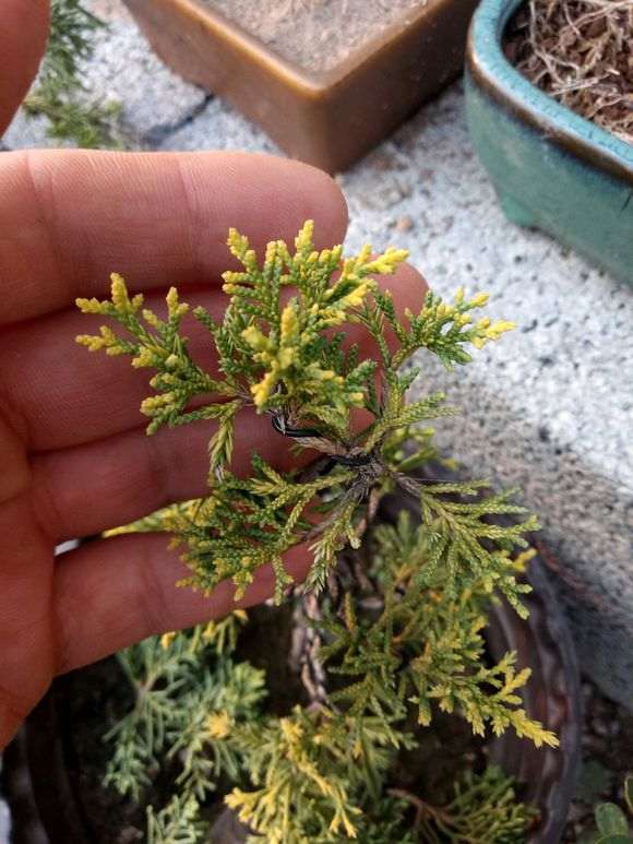 黄金真柏下山桩 有购买的 进来看看 图片