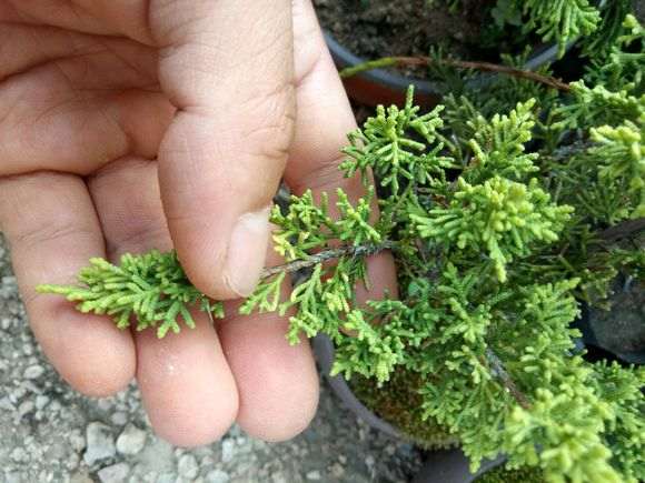 黄金真柏下山桩 有购买的 进来看看 图片