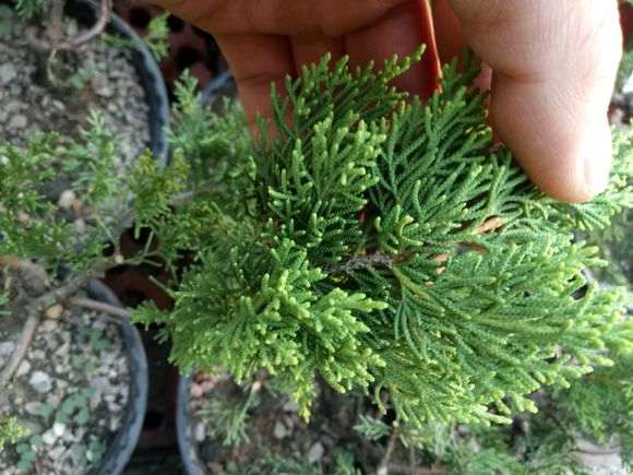 黄金真柏下山桩 有购买的 进来看看 图片