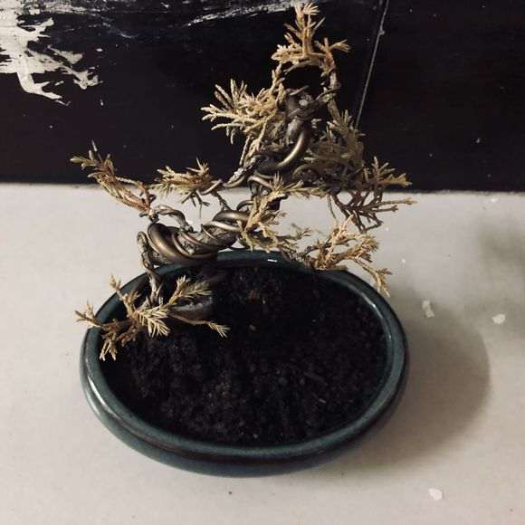 我的真柏下山桩什么原因 叶子枯萎发黄