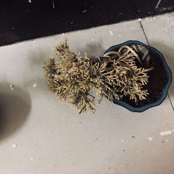 我的真柏下山桩什么原因 叶子枯萎发黄