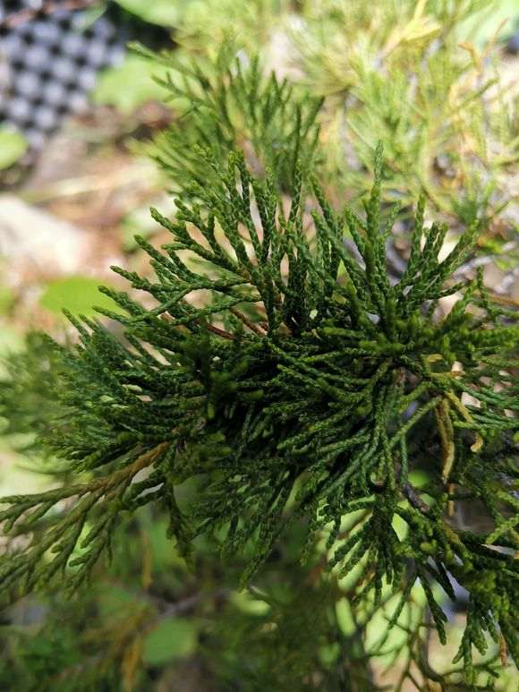 请问这是什么品种的真柏下山桩 图片