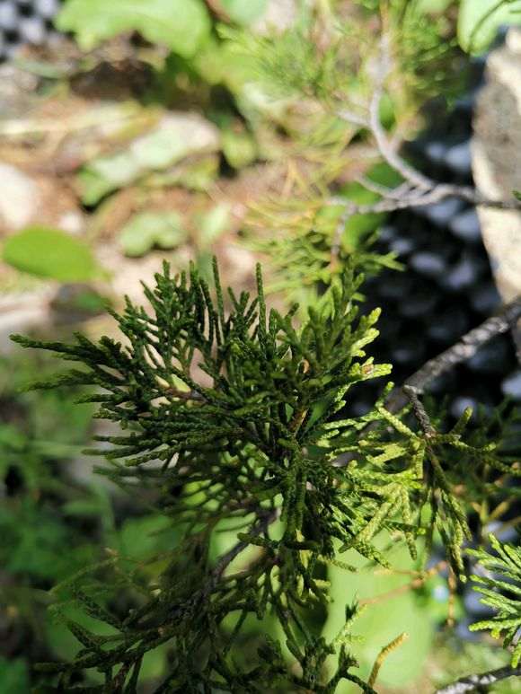 请问这是什么品种的真柏下山桩 图片