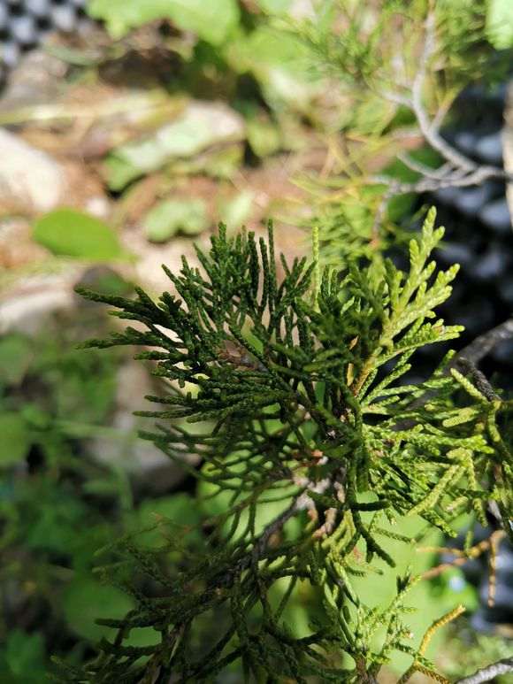 请问这是什么品种的真柏下山桩 图片