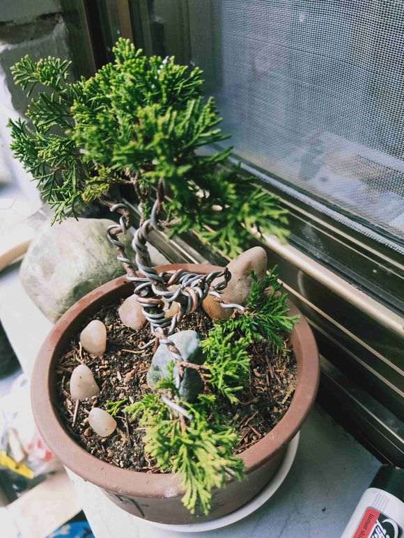 系鱼川真柏下山桩 不懂是哪个品种 图片