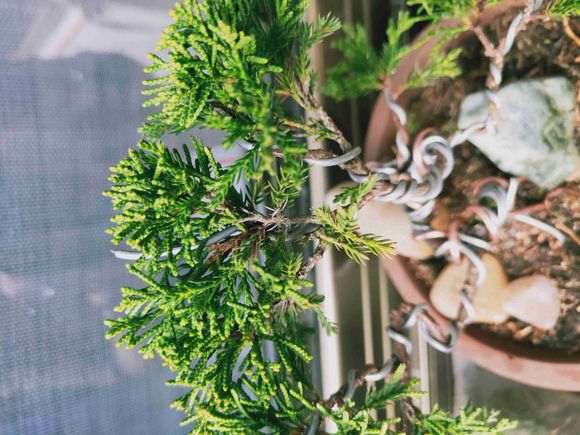 系鱼川真柏下山桩 不懂是哪个品种 图片