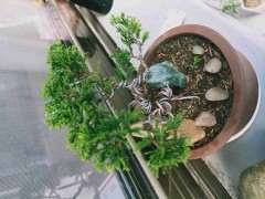 系鱼川真柏下山桩 不懂是哪个品种 图片