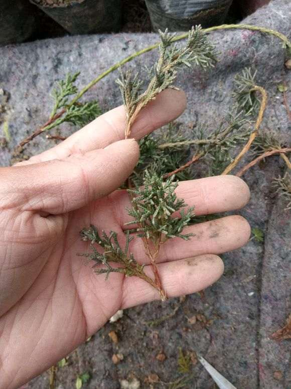 真柏下山桩怎么扦插成活的方法