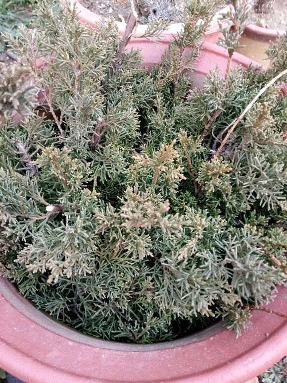 真柏下山桩怎么扦插成活的方法