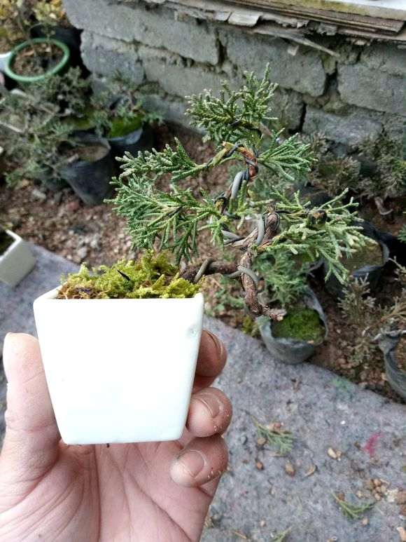 真柏下山桩怎么扦插成活的方法